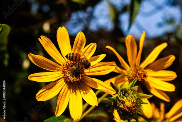Fototapeta panoramicas y vida Cácota