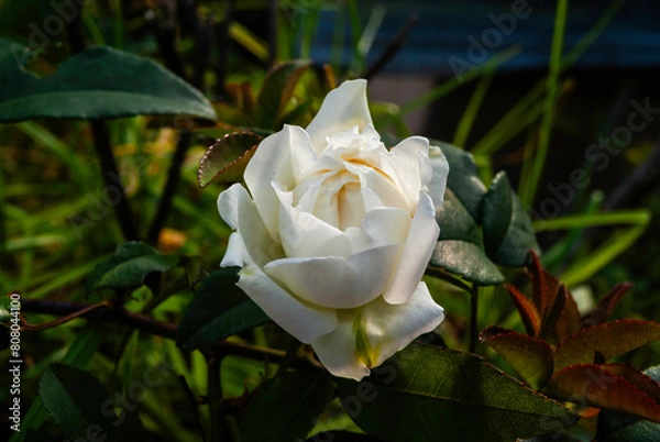 Fototapeta panoramicas y vida Cácota