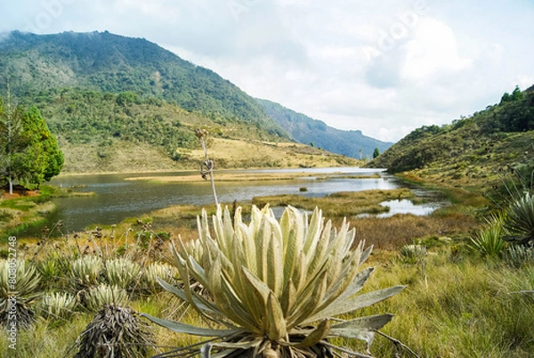 Fototapeta panoramicas y vida Cácota