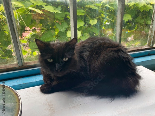 Obraz Un chat noir sur la véranda d'une maison de campagne, avec les feuilles de vigne visibles à travers la fenêtre