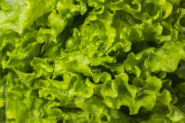 Obraz Hojas de lechuga