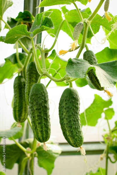 Fototapeta Many small green cucumbers hanging on stem