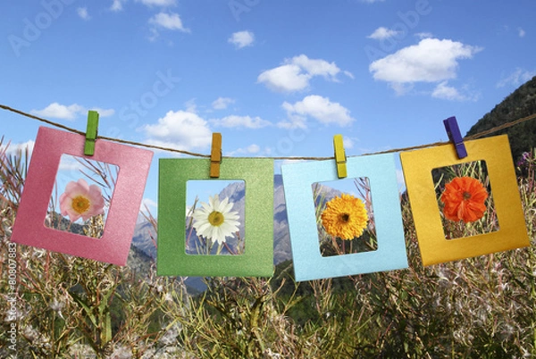Obraz Beautiful photos of flowers in frame with clothespins