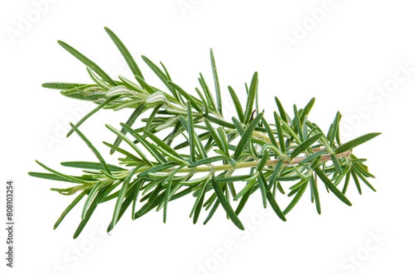Obraz fresh rosemary isolated on transparent png