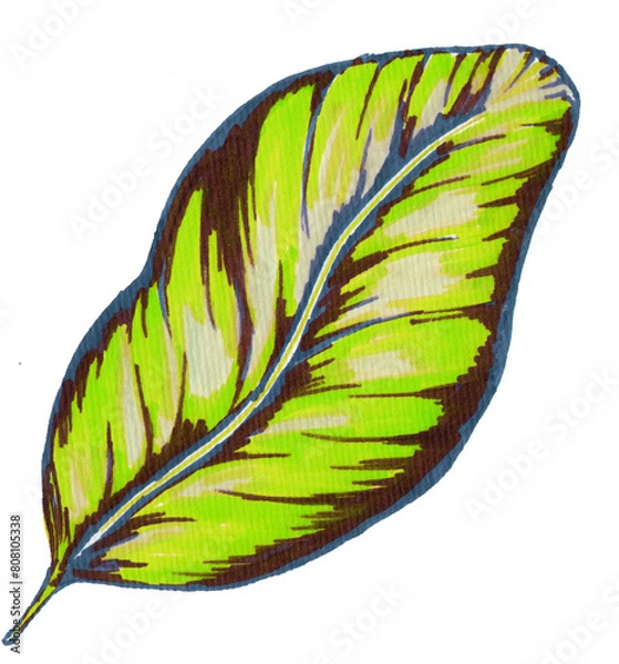 Obraz Calathea leaf hand drawn illustration