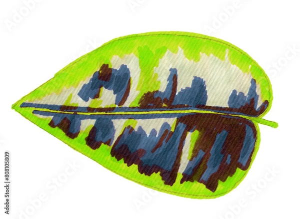 Obraz Calathea leaf hand drawn illustration