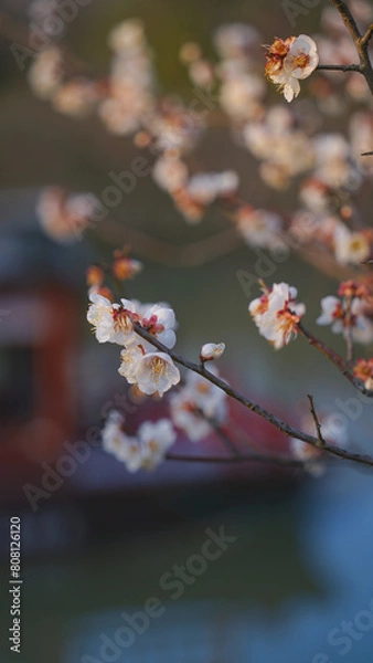 Obraz red cherry blossom