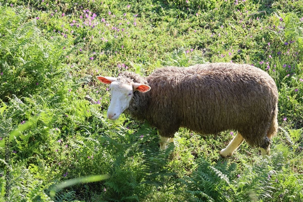 Obraz ovelhas, cordeiro, animais da quinta, 