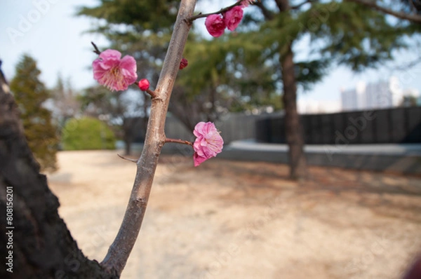 Obraz pink rose in the garden