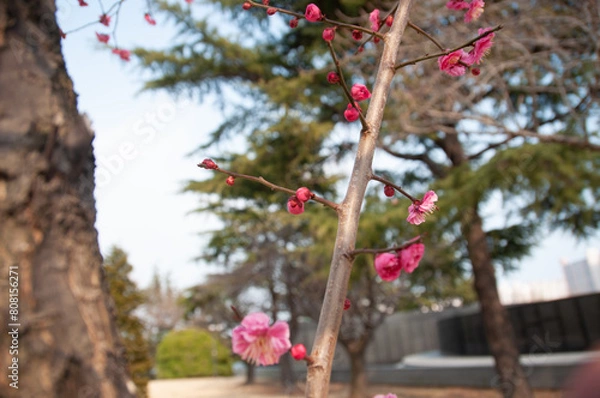 Obraz red apple tree in bloom