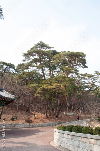 Obraz pine trees in the garden