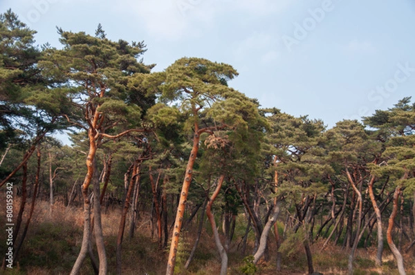 Obraz trees in the forest