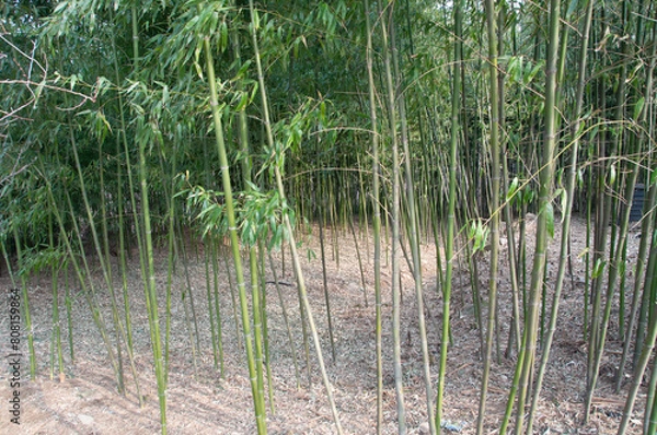 Obraz bamboo in forest