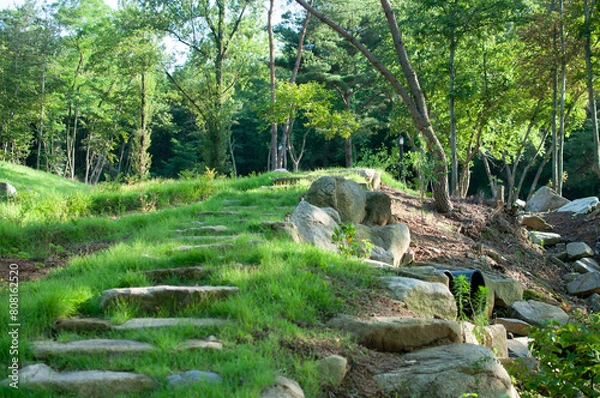 Fototapeta steps in the forest