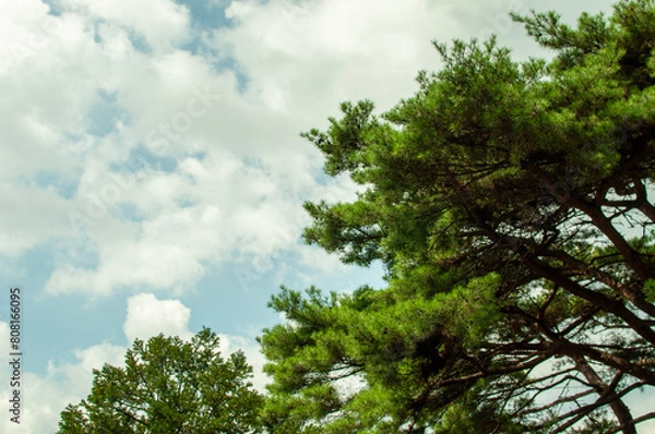 Fototapeta trees in the sky
