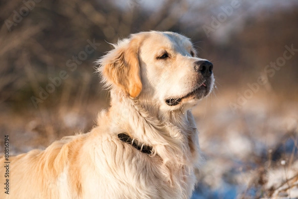 Obraz Golden Retriever