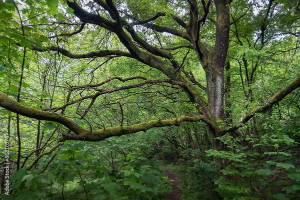 Fototapeta Nach dem Regen, im Wald frisches Grün