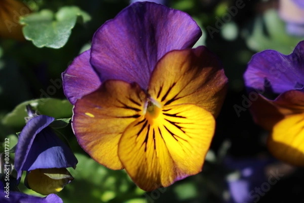 Obraz coloured pansy