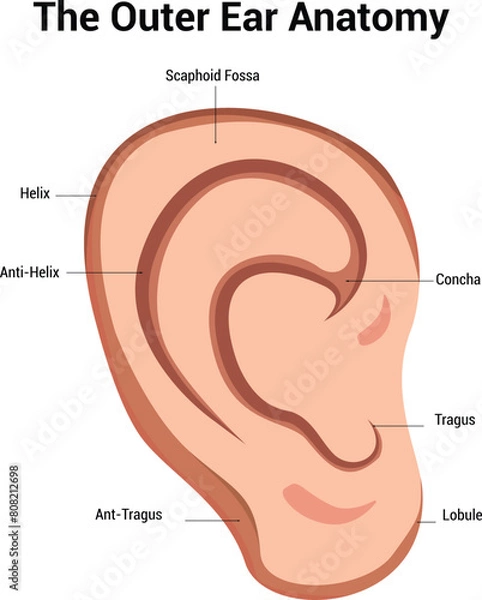 Obraz Outer Ear Anatomy Vector Illustration