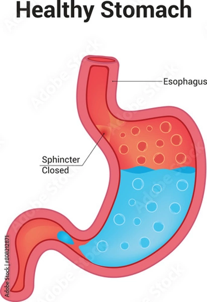 Obraz Healthy Stomach Science Vector illustration