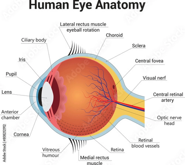Obraz Human Eye Anatomy Science Vector Design