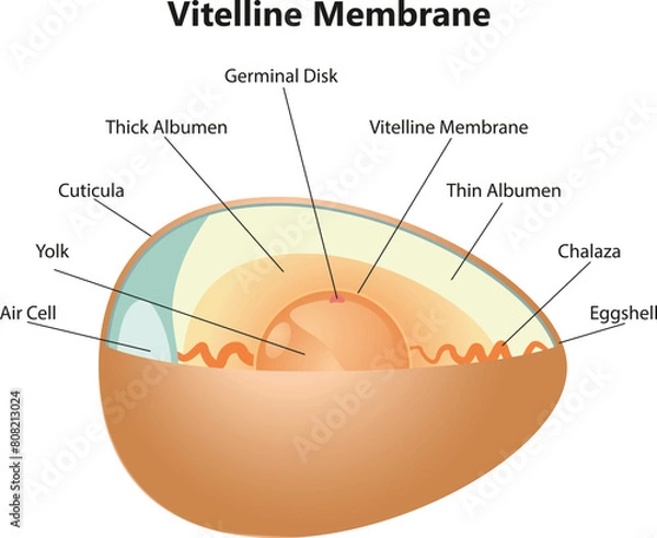 Obraz Vitelline Membrane Science Illustration