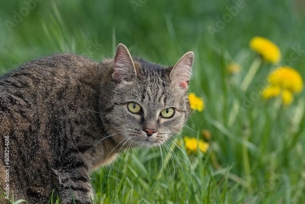 Fototapeta Closeup portrait of a beautiful tabby cat. European cat. 