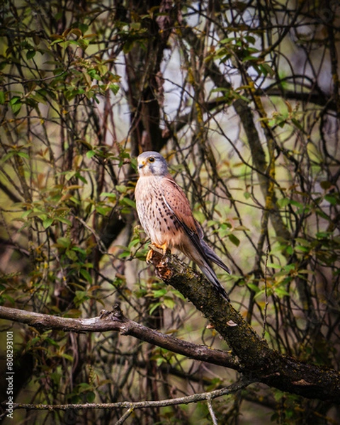 Obraz Falke auf Baumstamm