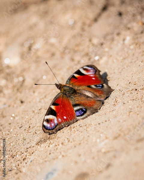 Obraz Schmetterling am Boden
