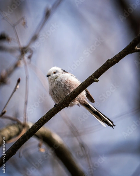 Obraz Schwanzmeise auf Ast