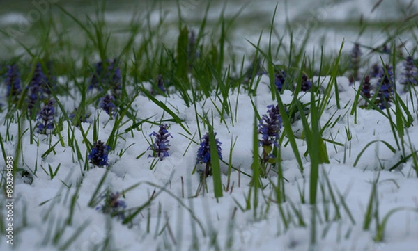 Obraz Unexpected Snow in April, in Bavaria. Meadow of Bugle (Ajuga Reptans) flowers and grass under the snow.