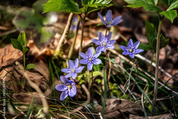 Obraz Leberblümchen