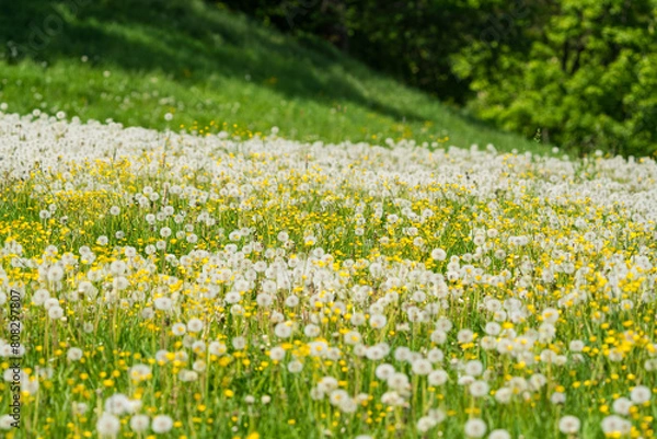 Obraz Blumenfeld mit Pusteblumen