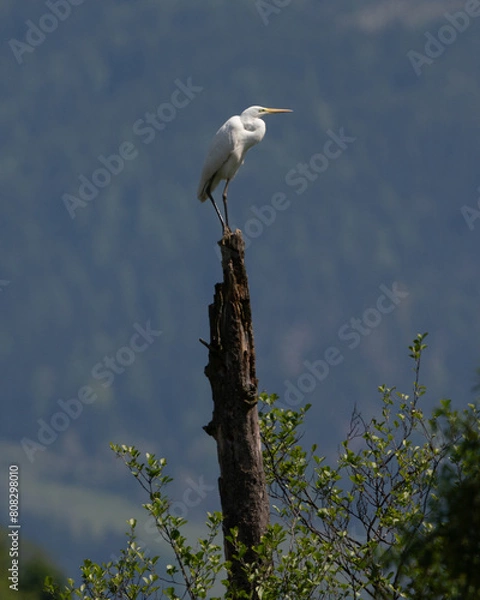 Obraz Silberreiher in der Au in St. Paul im Lavanttal