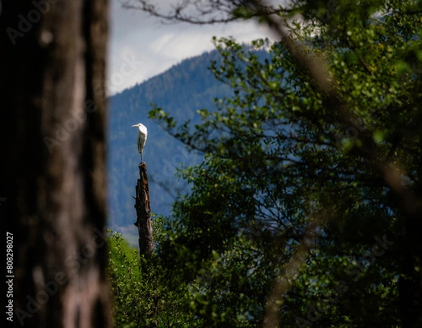 Obraz Silberreiher in der Au in St. Paul im Lavanttal