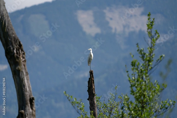 Obraz Silberreiher in der Au in St. Paul im Lavanttal
