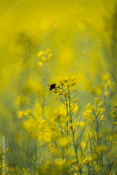 Obraz Rapsfeld im Lavanttal