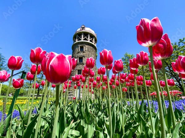 Fototapeta 春の百合が原公園（北海道札幌市北区）