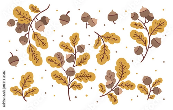 Obraz Oak leaves and branches. Vector illustration set