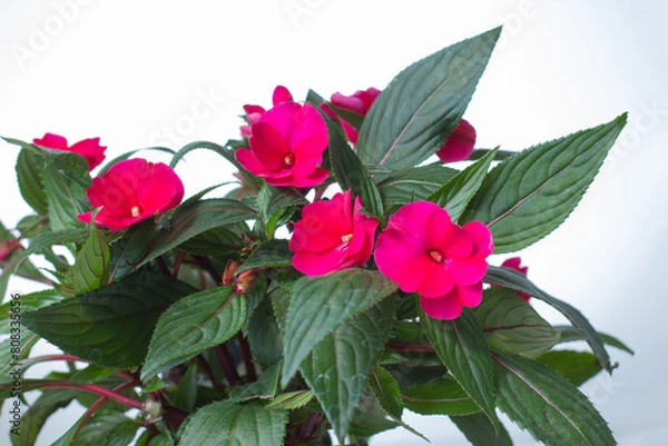 Obraz red begonia flower on a white background.