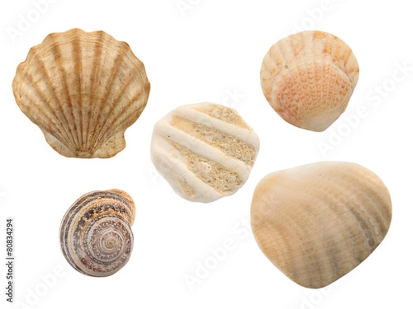 Fototapeta Seashells isolated on the white background