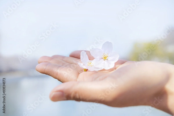 Fototapeta 手のひらの桜