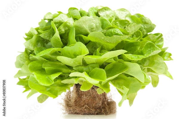 Fototapeta Saltakopf