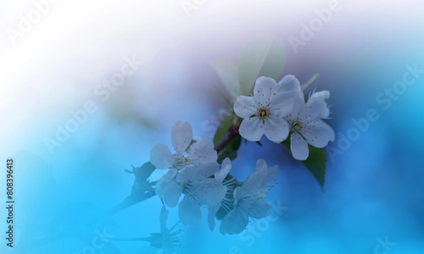 Obraz Beautiful Nature Background.Floral Art Design.Abstract Macro Photography.Colorful Flower.Blooming Spring Flowers.Creative Artistic Wallpaper.Celebration,love.Happy Holidays.Copy Space.Cherry Blossom.