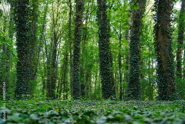 Obraz tree trunks covered with ivy, green forest