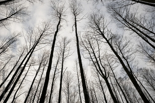 Fototapeta Trees in Sky