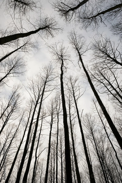 Fototapeta Trees in Sky
