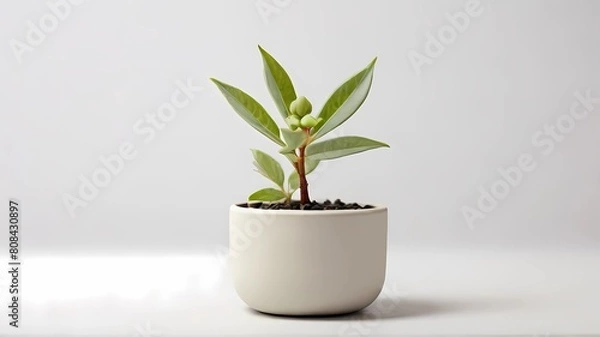 Fototapeta Plant