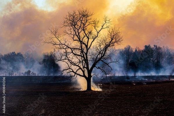 Obraz Tree on fire