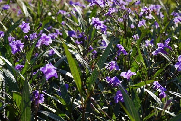Fototapeta 호수공원에는 고층 아파트가 보이고 정원에는 꽃들이 만발하여 아름답습니다